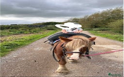 Irish Cob horses for sale: Perfect child’s happy hacker  - Image 4