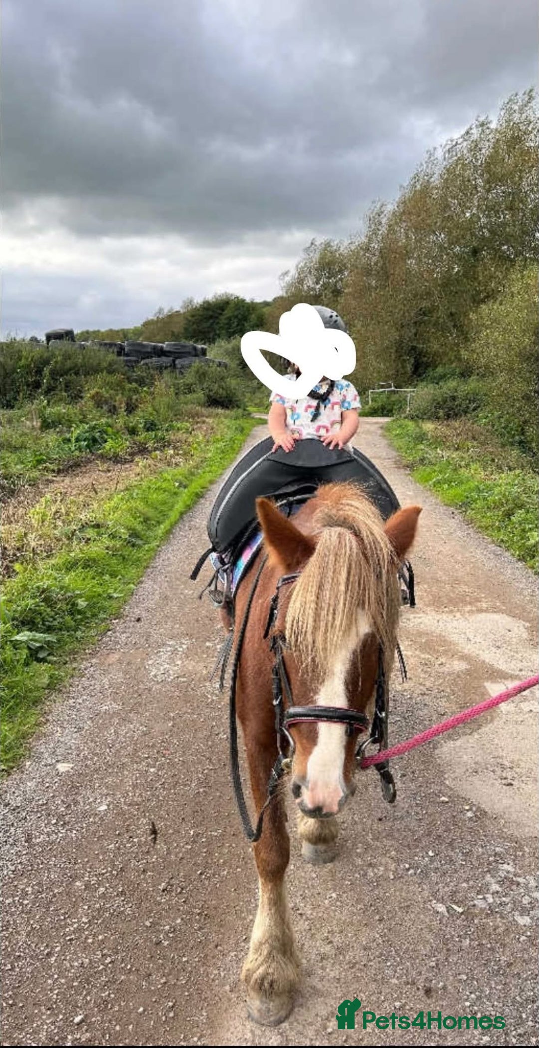 Irish Cob horses for sale: Perfect child’s happy hacker  - Image 4