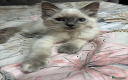 Ragdoll cats for sale: Two Stunning Ragdoll Kittens - Ready Leave Now - Image 1