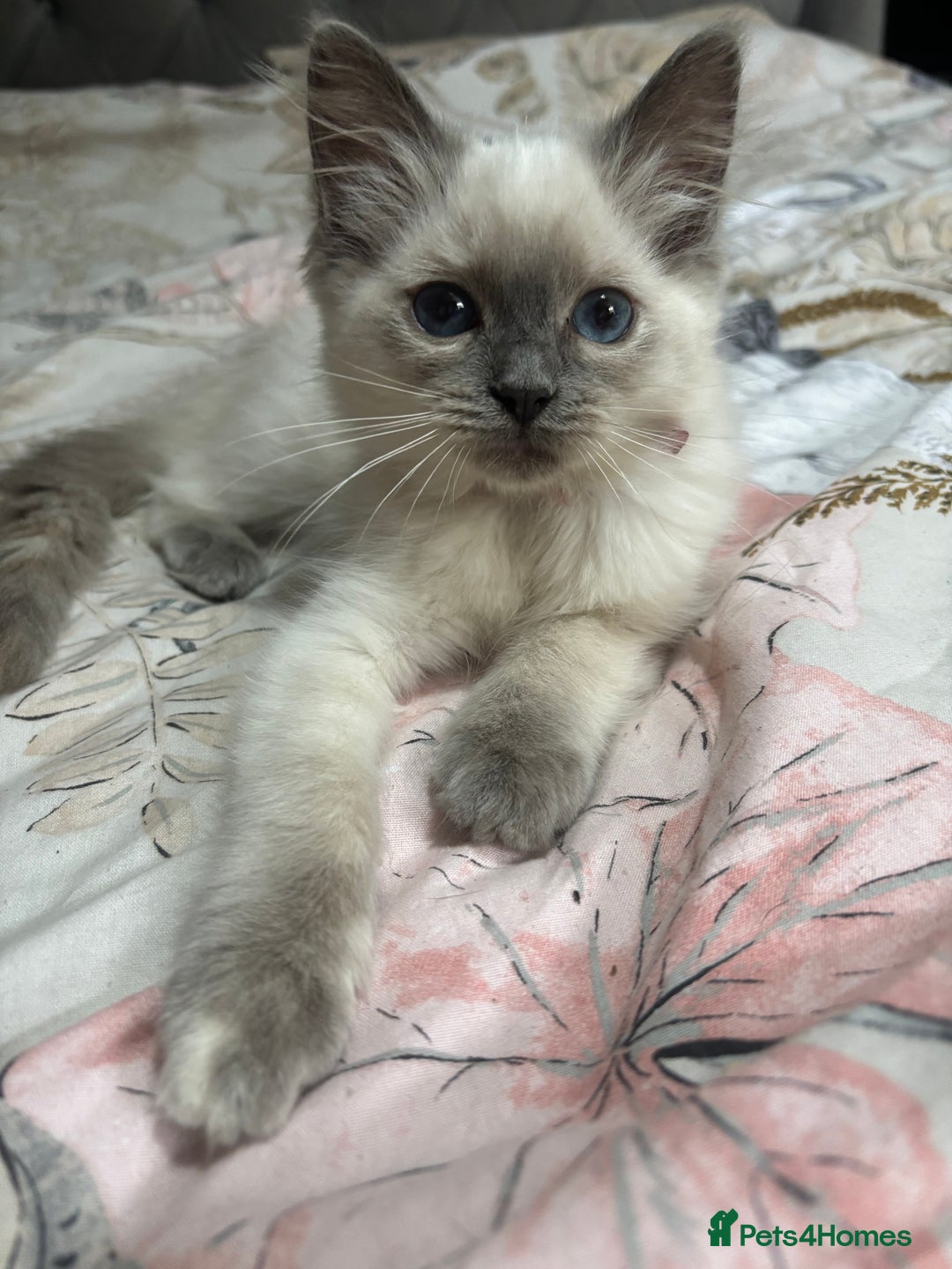 Ragdoll cats for sale: Two Stunning Ragdoll Kittens - Ready Leave Now - Image 1