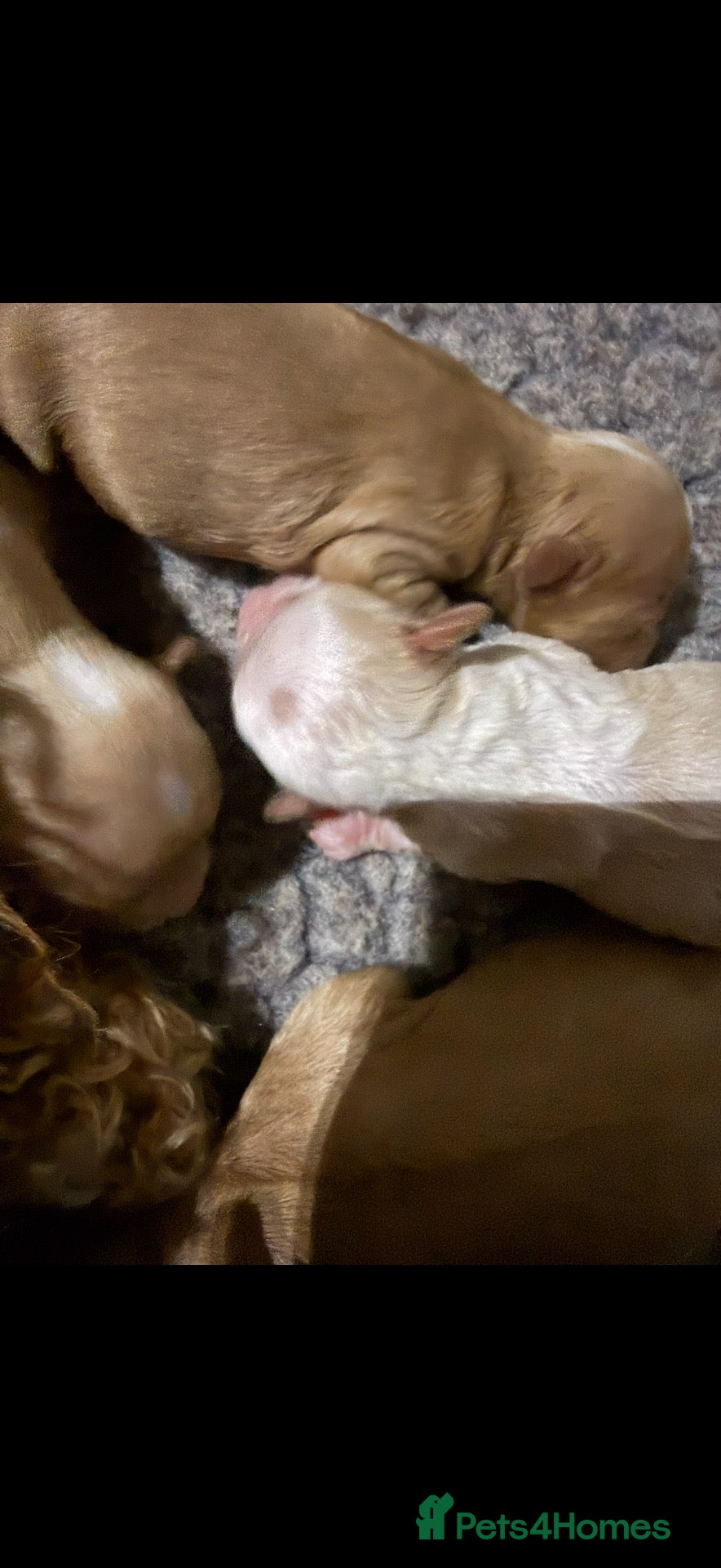 Cavapoo dogs Excessively DNA clear Cavapoo’s - Advert 2