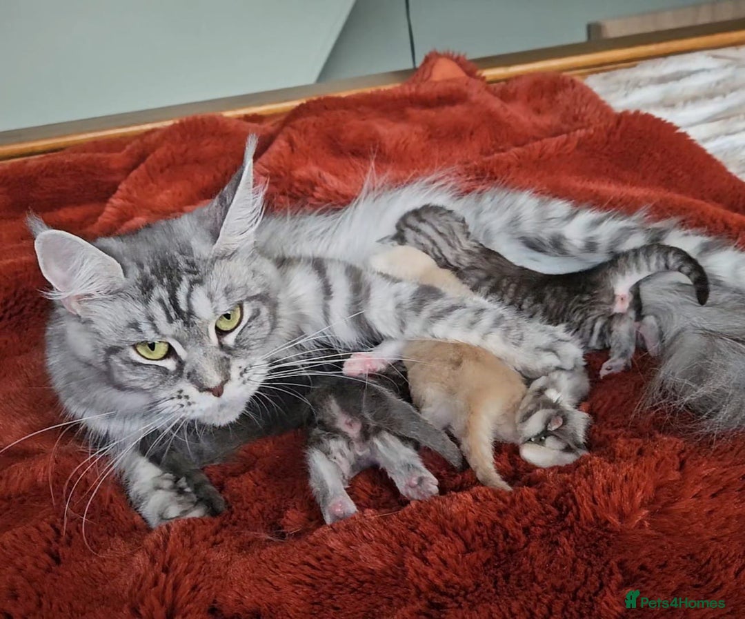 Maine Coon cats for sale: Tica registered  Maine coon kittens - Image 7