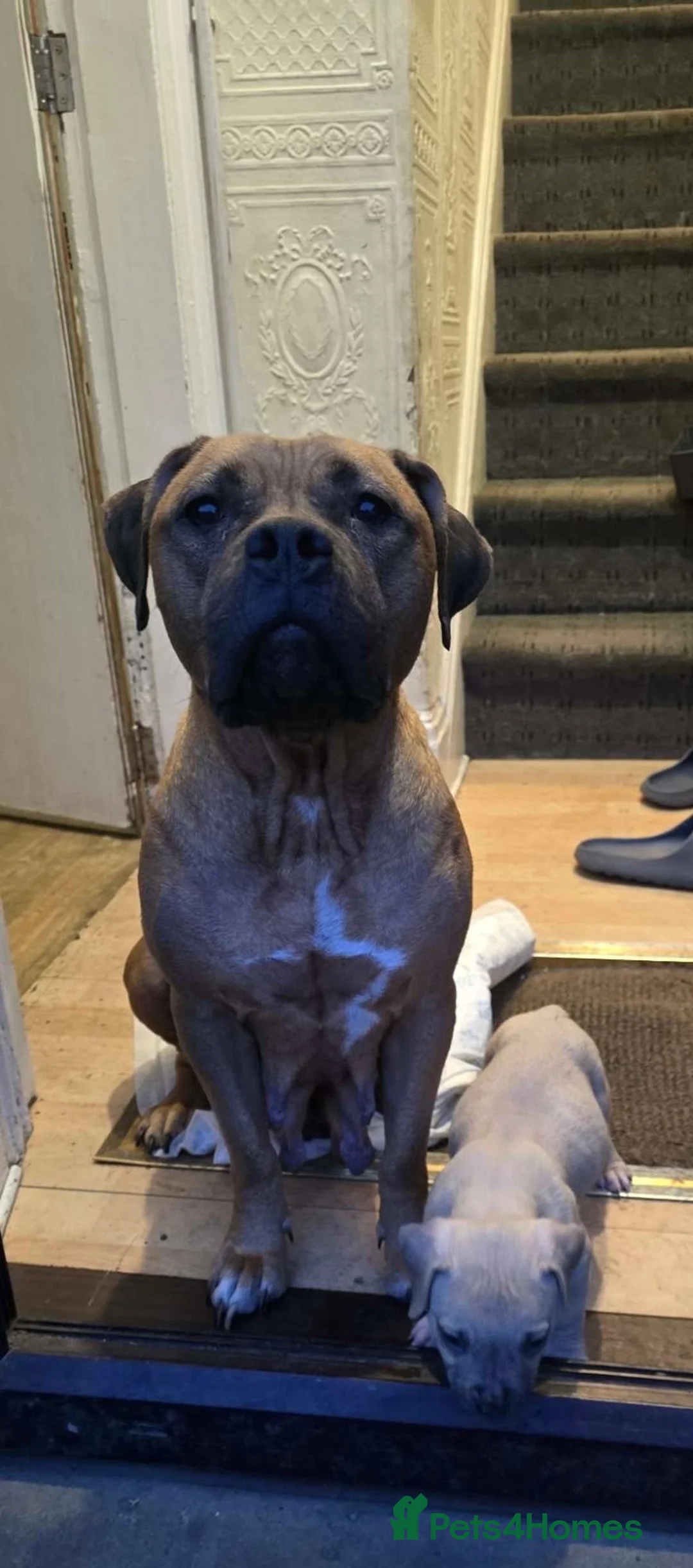 Staffordshire Bull Terrier dogs for sale: Gorgeous Staffordshire bullterrier pups - Advert 23