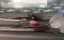 Belgian Shepherd Dog dogs for sale: 9 month old Belgium malious x Dutch herder - Image 2