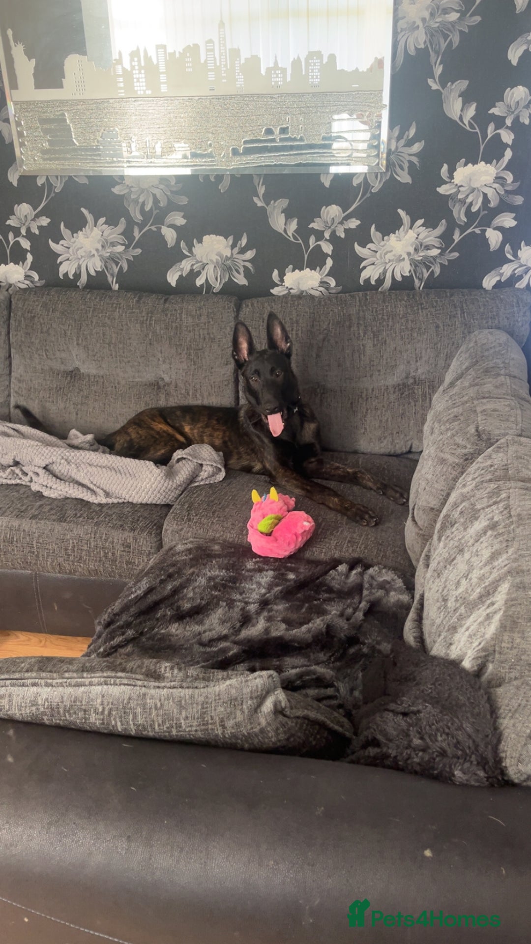 Belgian Shepherd Dog dogs for sale: 9 month old Belgium malious x Dutch herder - Image 2
