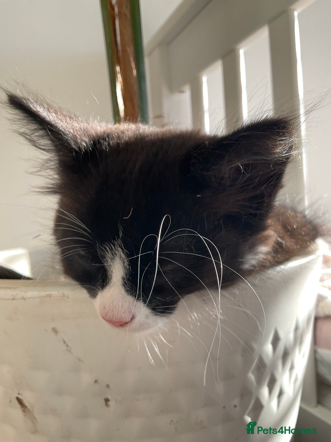 Siberian cats for sale: 🐾 Siberian X Tuxedo Boy*vaccinated health checked - Advert 12