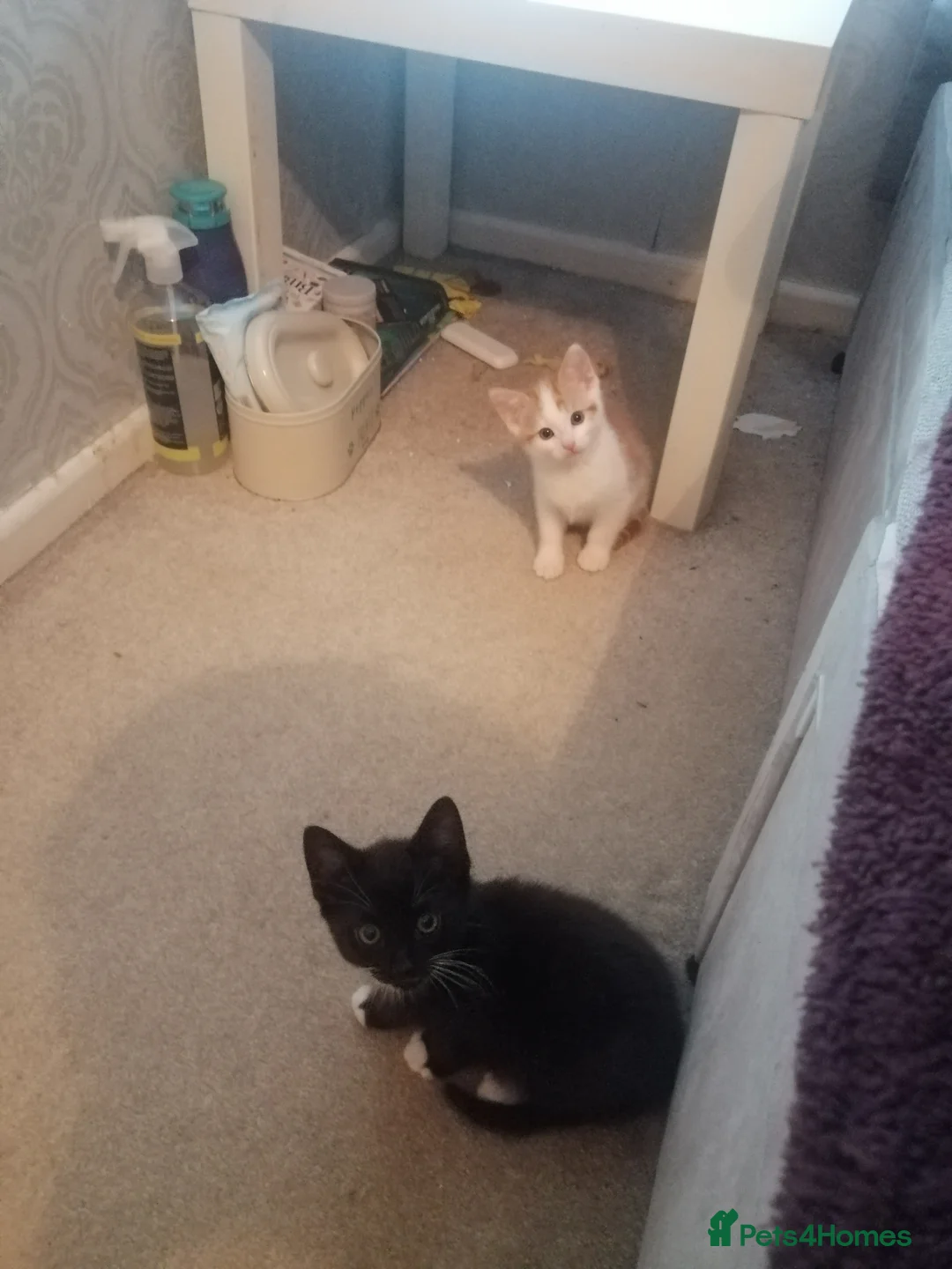 Mixed Breed cats for sale: 5 Beautiful kittens  - Advert 3