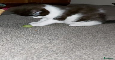 Mixed Breed cats - Advert 12