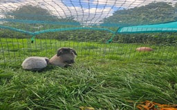 Mini Lop rabbits for sale: 3 male gray bunnies  and hutch & more - Image 4