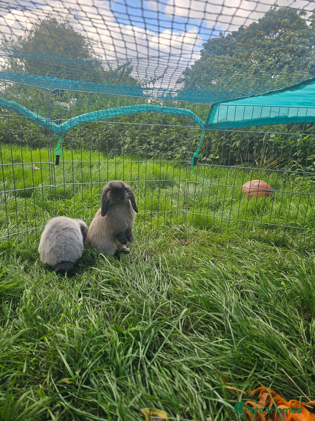 Mini Lop rabbits for sale: 3 male gray bunnies  and hutch & more - Image 4