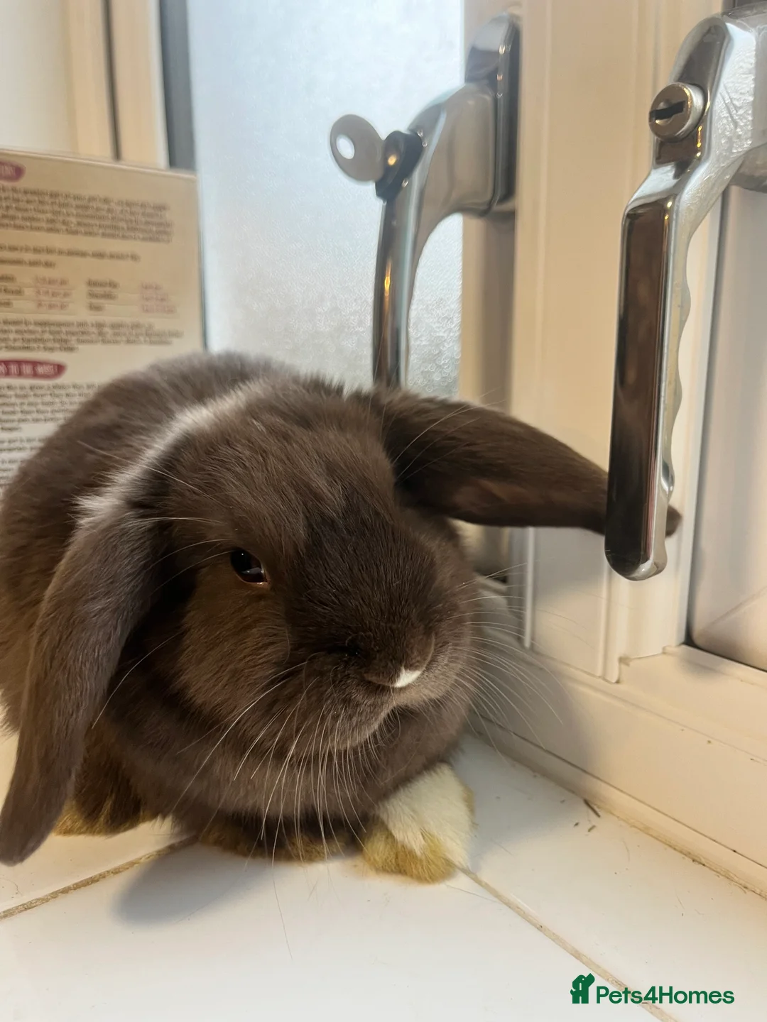 Mini Lop rabbits for sale: Mini lop - Advert 4