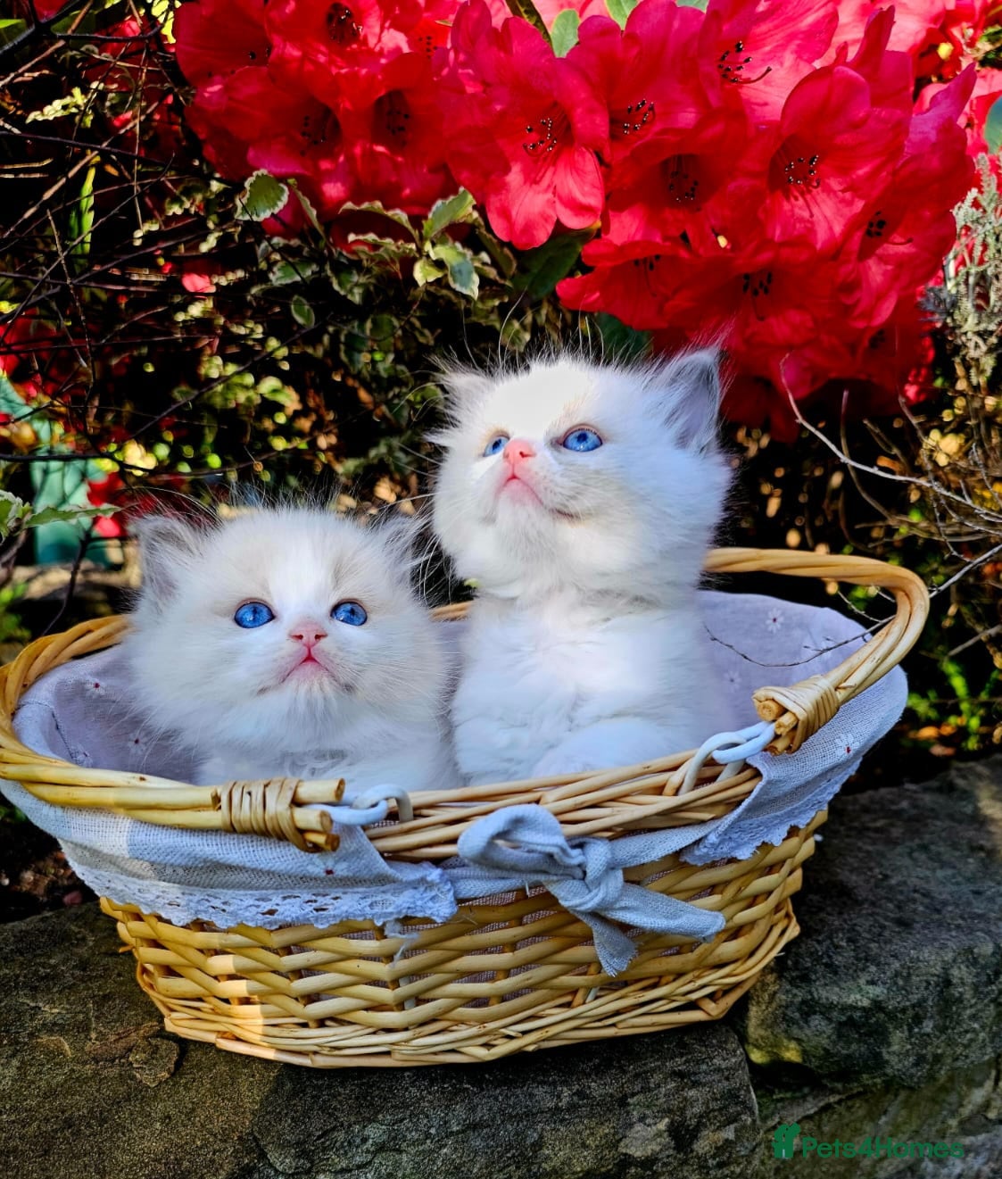 Ragdoll cats Ragdoll kittens  - Advert 10