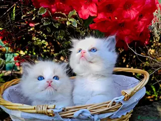 Ragdoll cats Ragdoll kittens - Advert 5