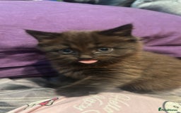 Mixed Breed cats for sale: Very Gorgeous Longhair  male kitten for sale  - Image 2