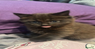 Mixed Breed cats - Advert 14