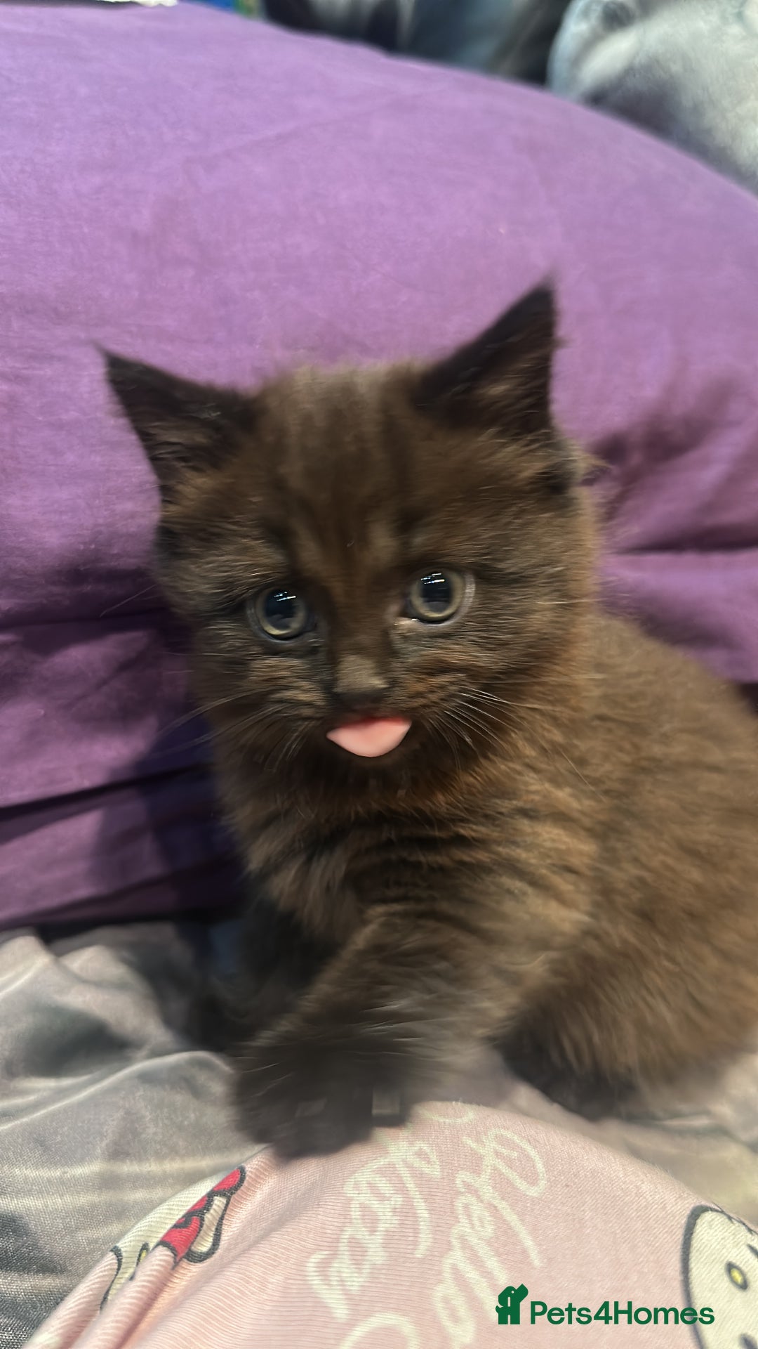 Mixed Breed cats for sale: Very Gorgeous Longhair  male kitten for sale  - Image 2