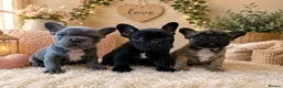 French Bulldog dogs for sale: Stunning frenchie boys  - Advert 1