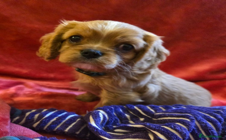 Cavalier King Charles Spaniel dogs - Advert 2