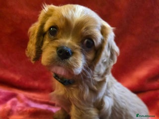 Cavalier King Charles Spaniel dogs - Advert 1