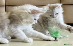 Maine Coon cats for sale: Beautiful Rare Shaded Lines - Image 4