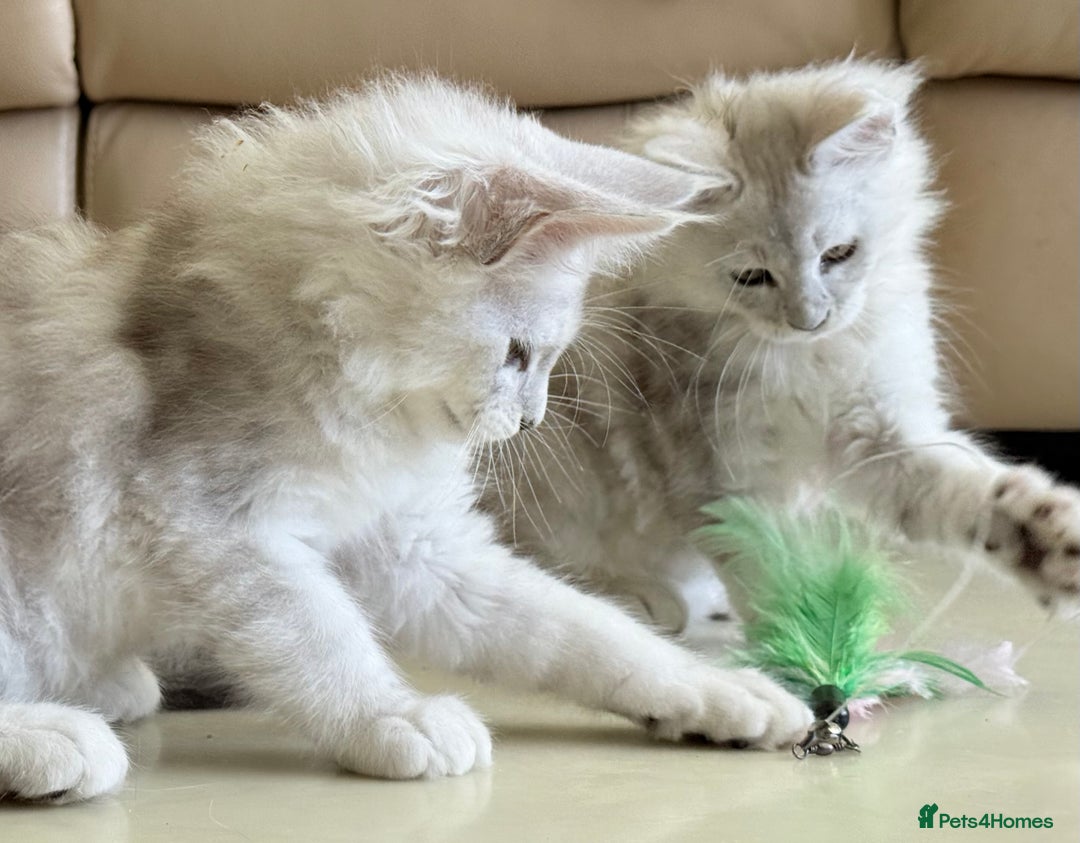 Maine Coon cats for sale: Beautiful Rare Shaded Lines - Image 4
