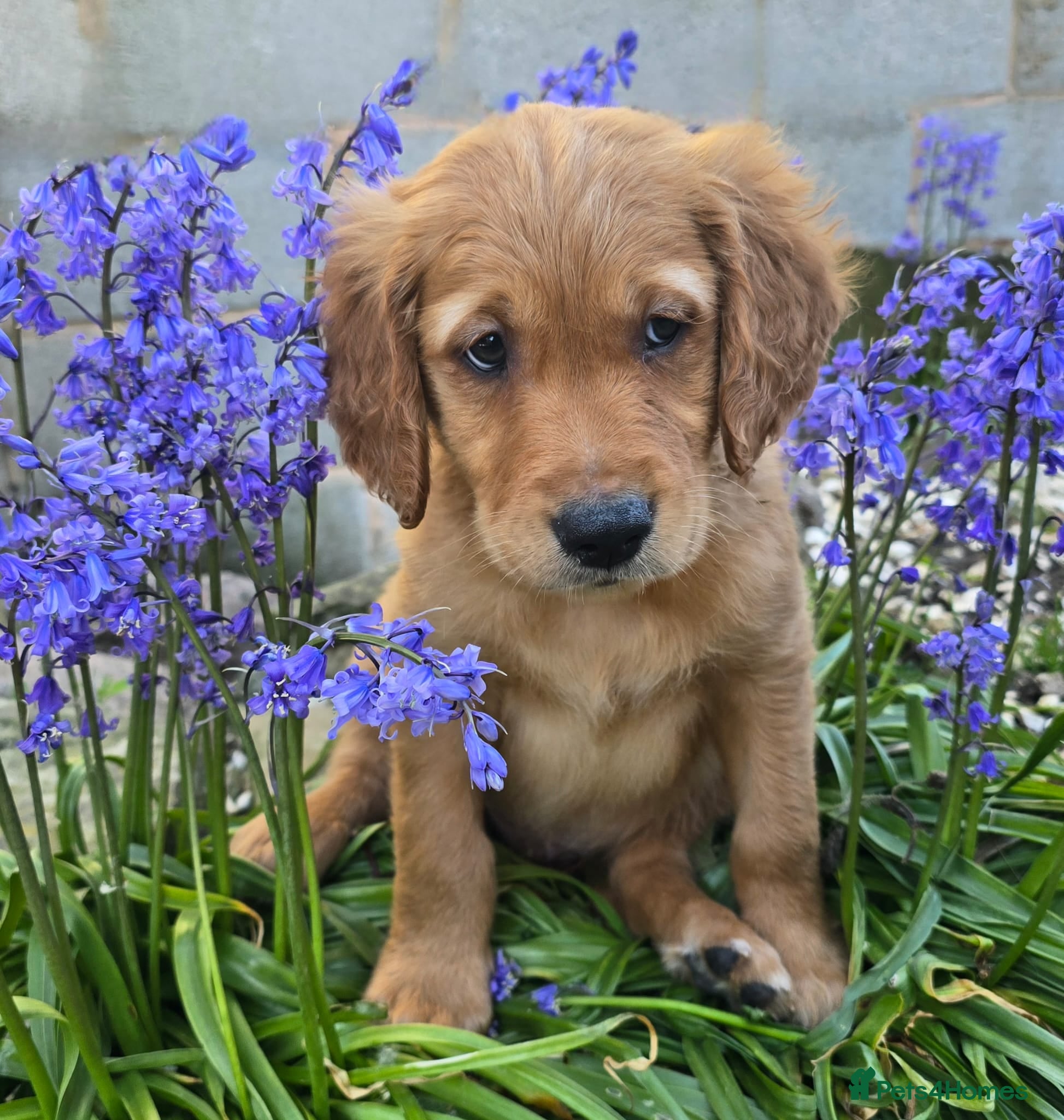 Golden Retriever dogs for sale: *Beautiful KC, DNA clear Golden retriever pups* - Advert 6