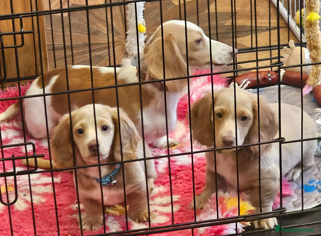 Miniature Dachshund dogs for sale: 🐾A rare pair of identical twins mini dachshunds🐾 - Advert 2
