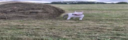 English Bull Terrier dogs for stud: Axel englishbull terrier - Advert 2