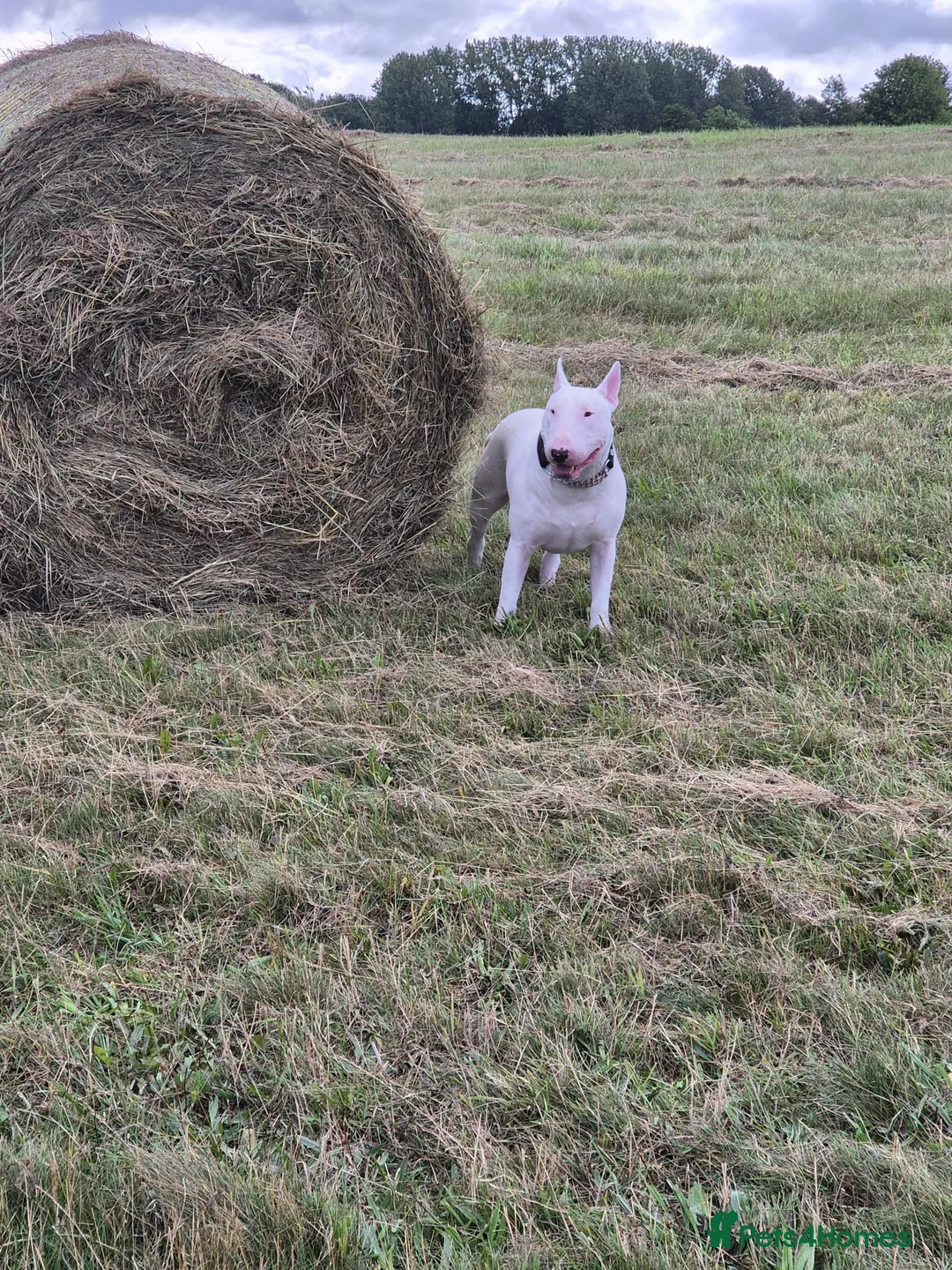 English Bull Terrier dogs for stud: Axel englishbull terrier - Advert 2