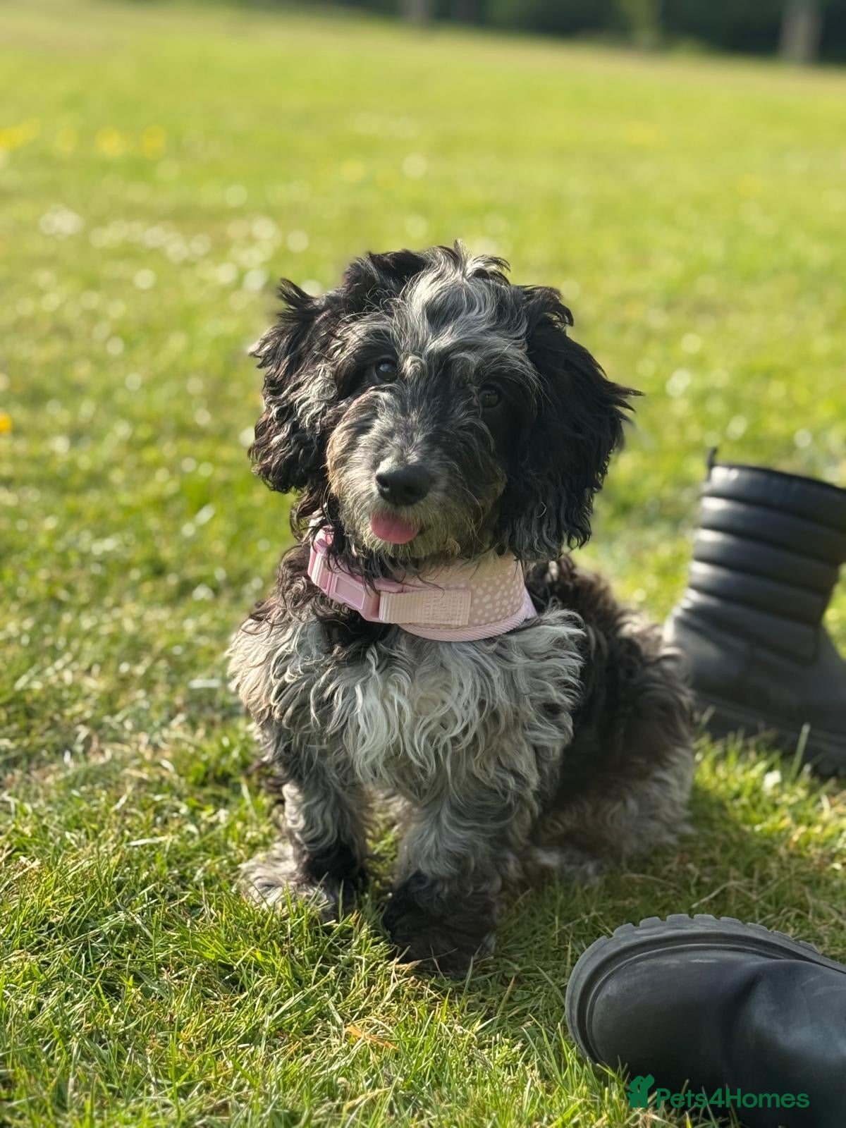 Cockapoo dogs F1 B cockapoo  in Cheadle - Advert 1