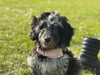 Cockapoo dogs F1 B cockapoo in Cheadle - Advert 1