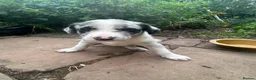 Border Collie dogs for sale: Beautiful Blue Merle Collie Puppies  in Hereford - Advert 6