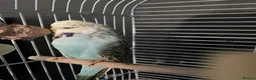 Budgerigars birds for sale: Two beautiful young budgies plus cage free  - Advert 6