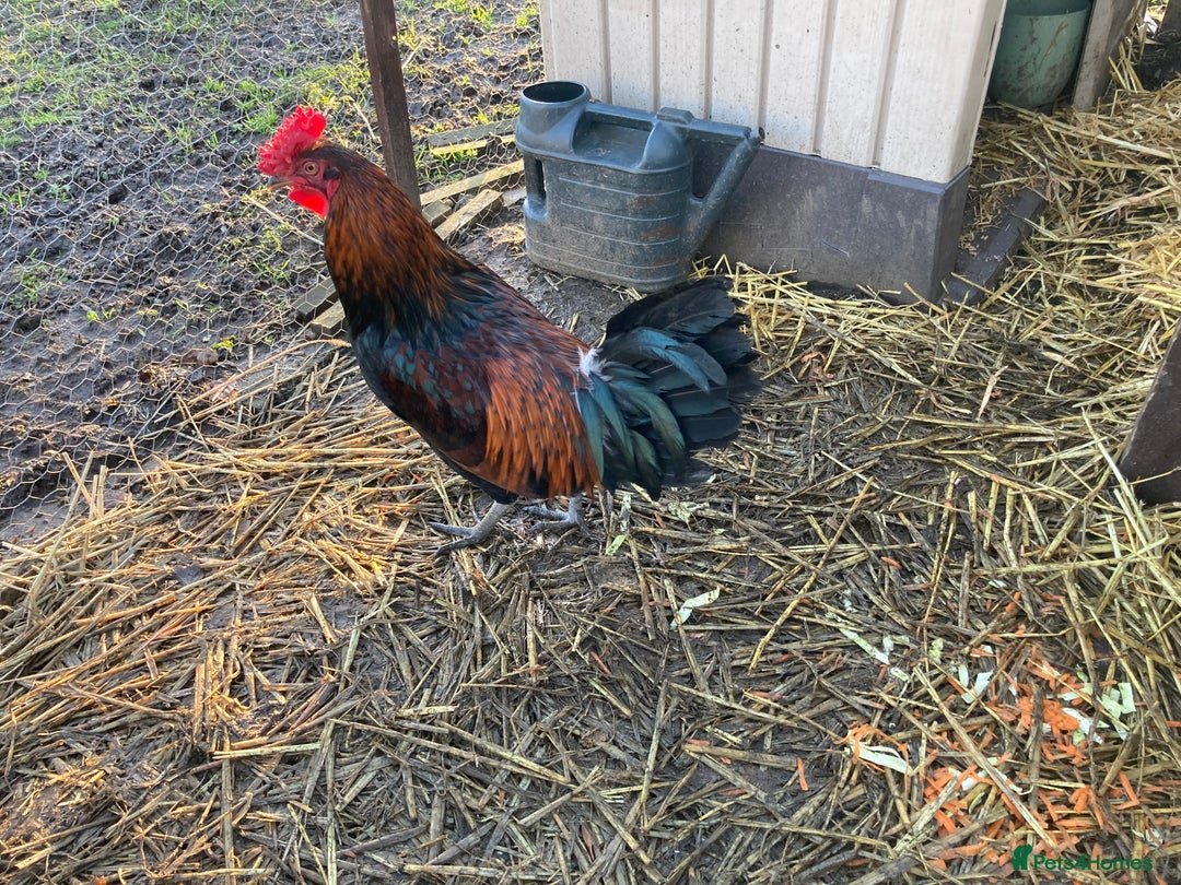 Chickens poultry for sale: Cockerel  - Advert 1