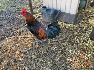 Chickens poultry Cockerel - Advert 1