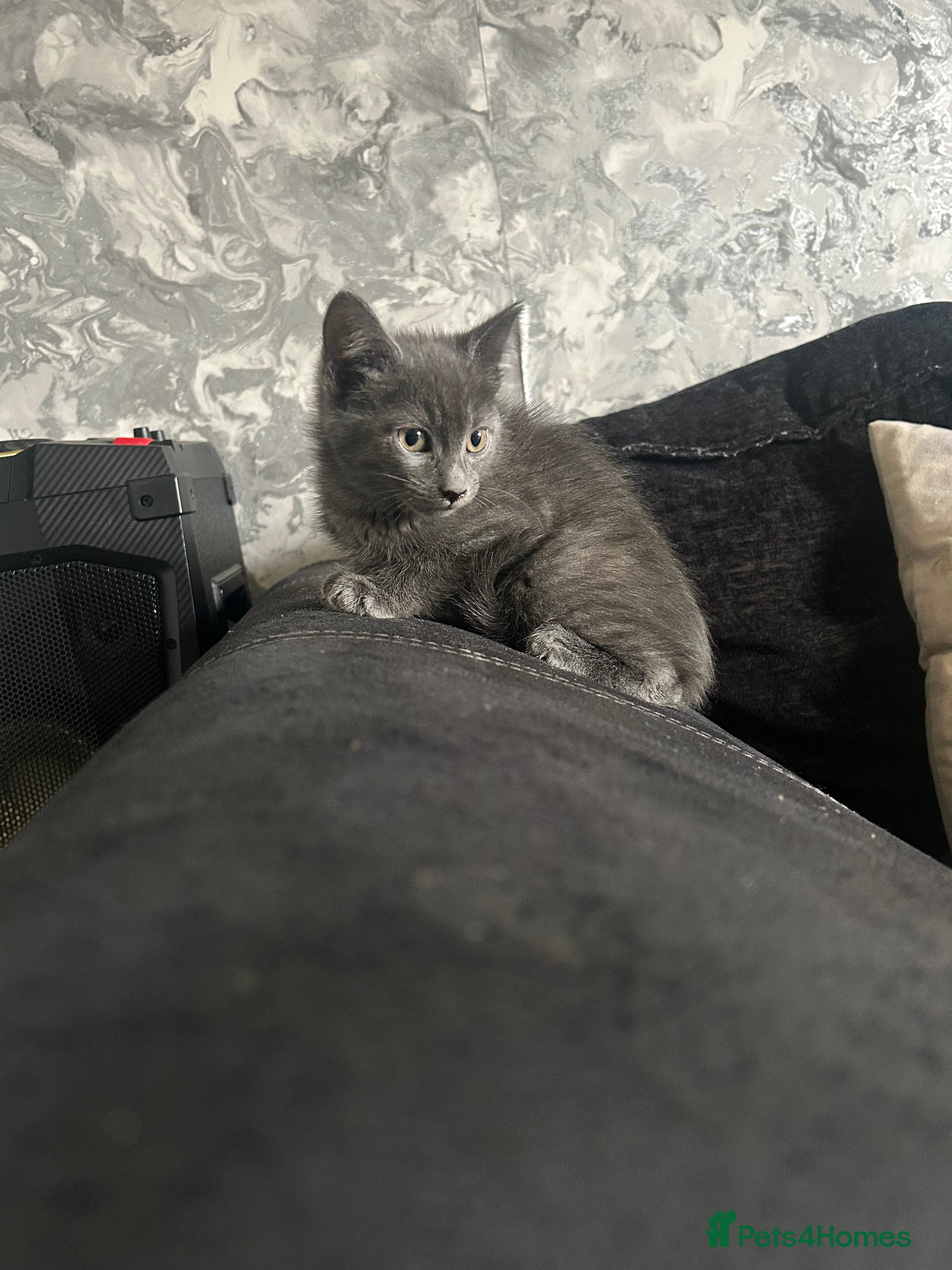 Mixed Breed cats RAGDOLL X BSH kittens  - Advert 4