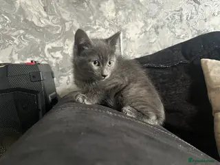 Mixed Breed cats RAGDOLL X BSH kittens - Advert 3