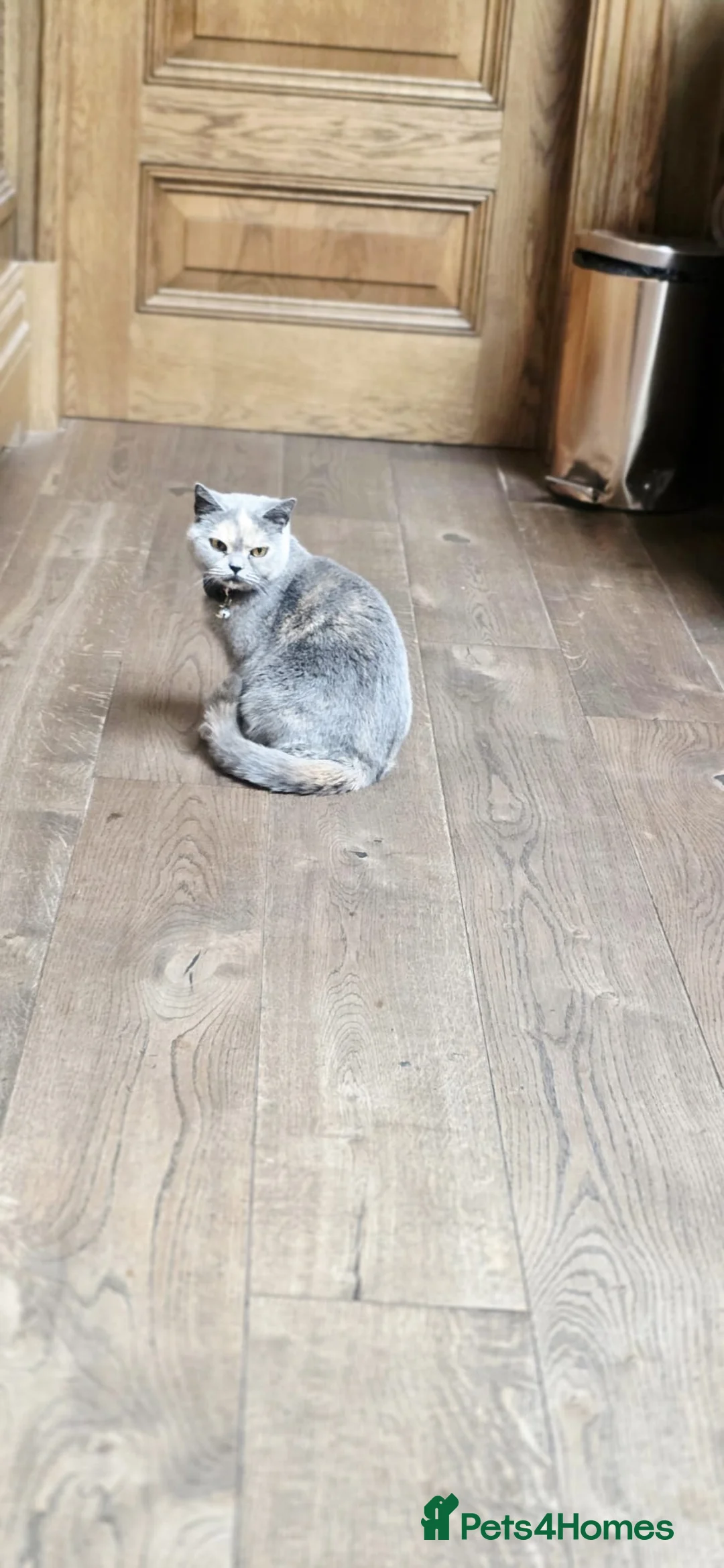 British Shorthair cats for sale: British short hair  in Ashton-under-Lyne - Advert 1