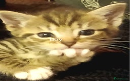 Mixed Breed cats for sale: Female Ginger&Tabby&Black Kittens (Stevenage) - Image 1