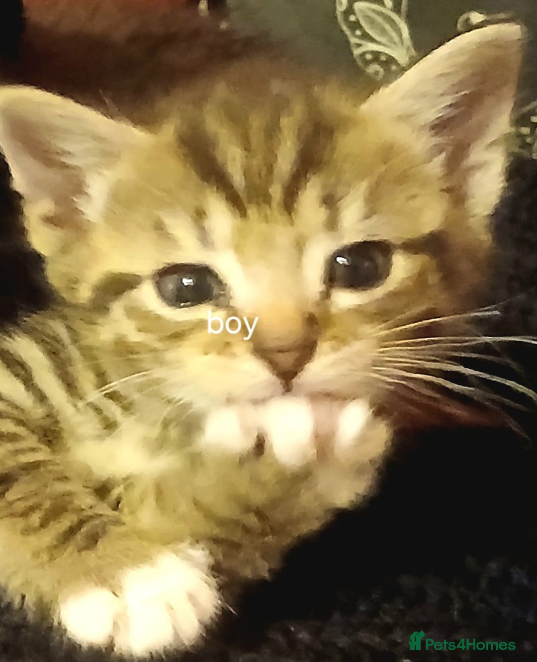 Mixed Breed cats for sale: Female Ginger&Tabby&Black Kittens (Stevenage) - Image 1