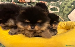 Pomeranian dogs for sale: 🏆The best you can get Russian Taiwan bloodlines - Image 5