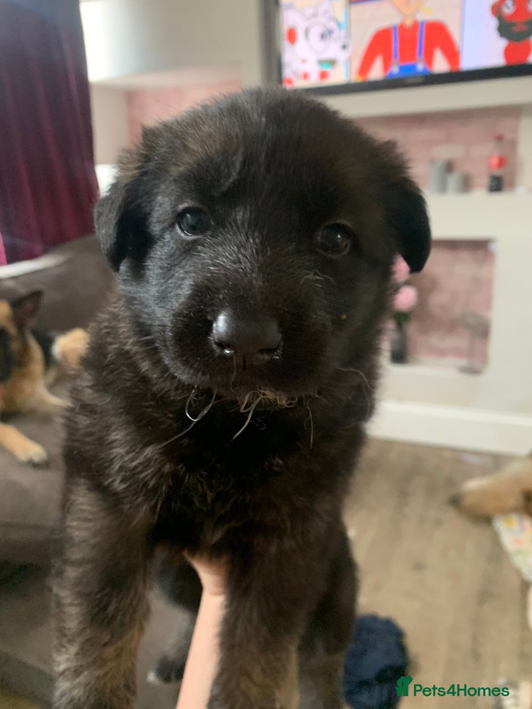 German Shepherd dogs for sale: German shepherd puppies - Image 1