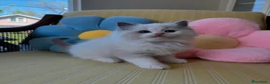 Ragdoll 5