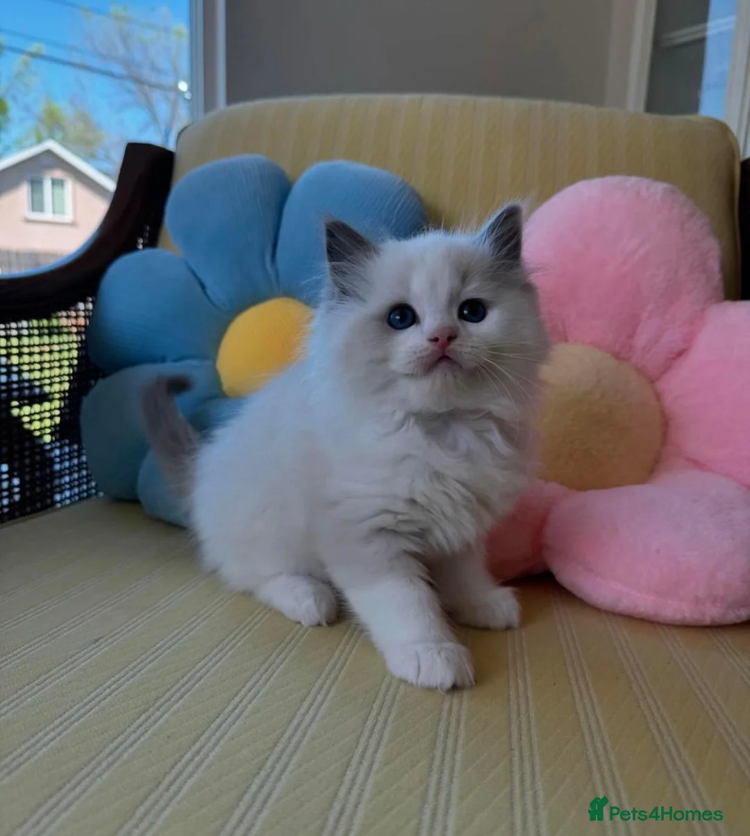 Ragdoll cats for sale: Fluffy Ragdoll Kittens. in Greenock - Advert 6