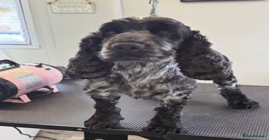 Cocker Spaniel dogs - Advert 16