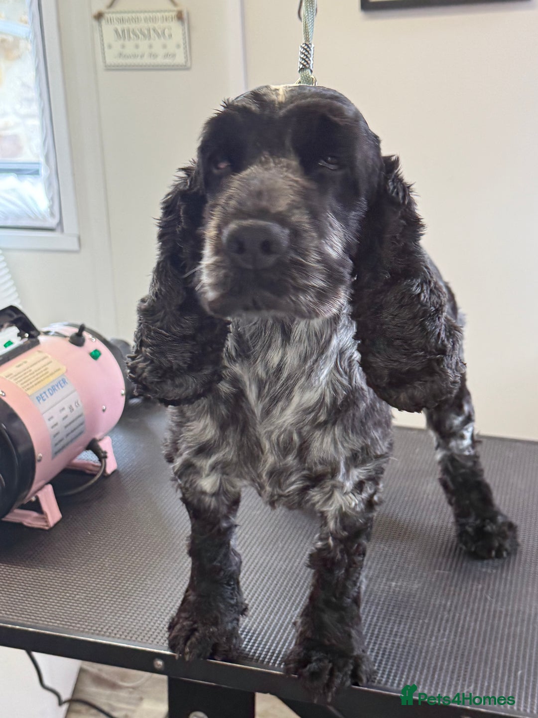 Cocker Spaniel dogs for sale: KC Blue Roan Show Cockr Spaniel  - Image 3
