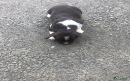 English Springer Spaniel dogs for sale: Springer spaniel puppies  - Image 12