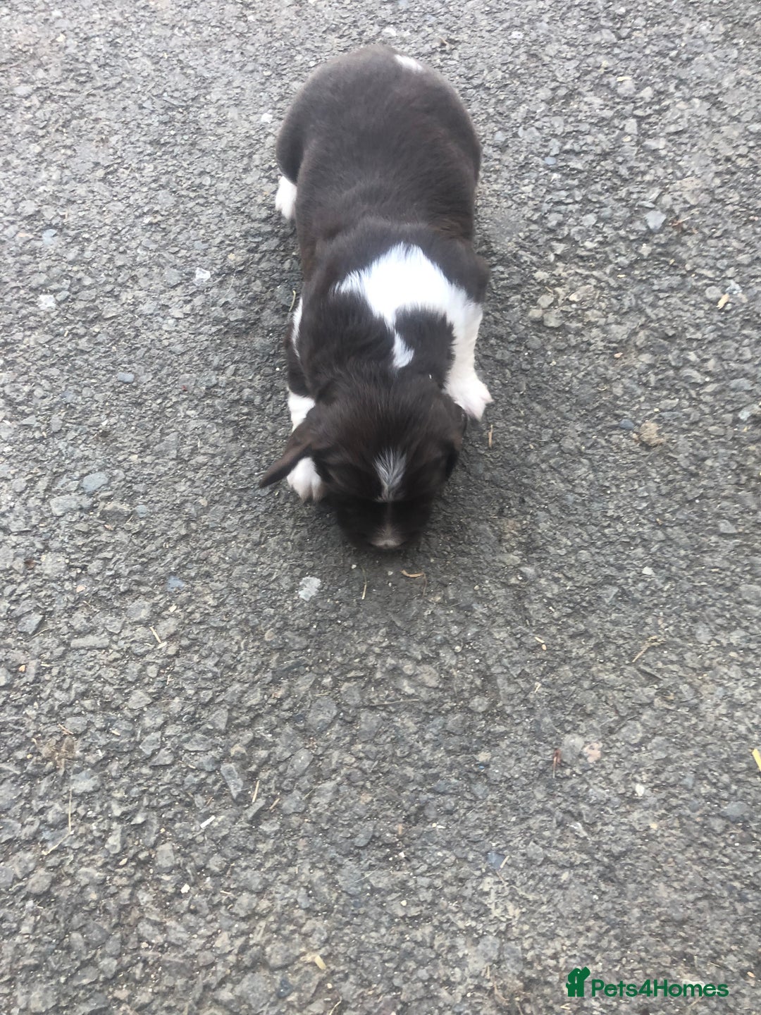 English Springer Spaniel dogs for sale: Springer spaniel puppies  - Image 12