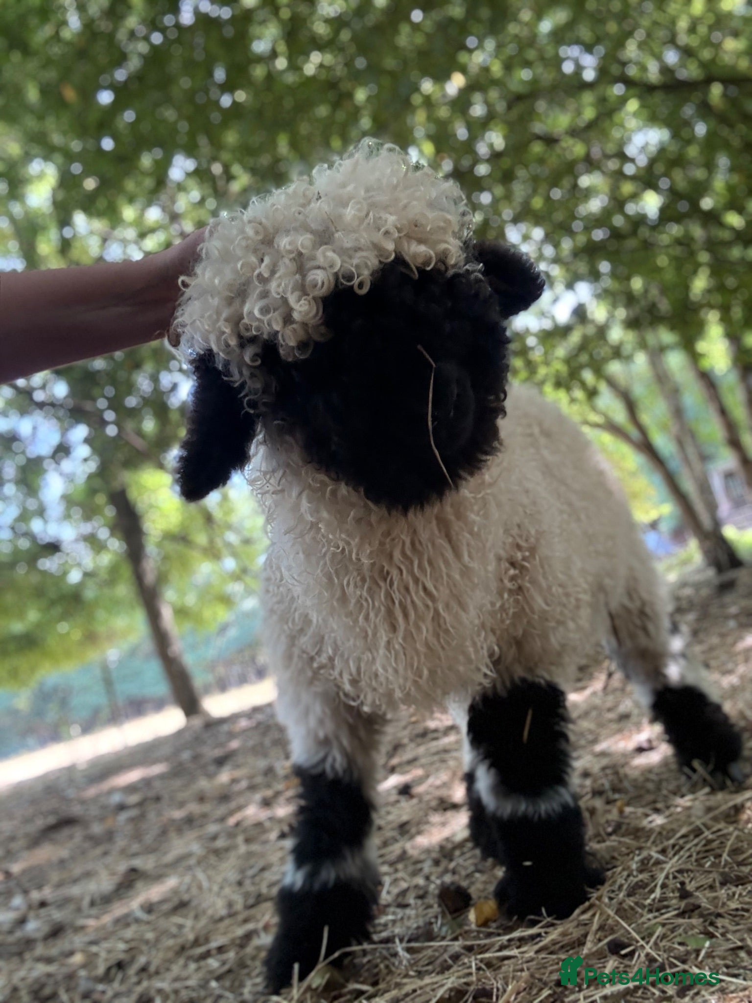 Sheep livestock Valais Blacknose wether lamb  - Advert 1