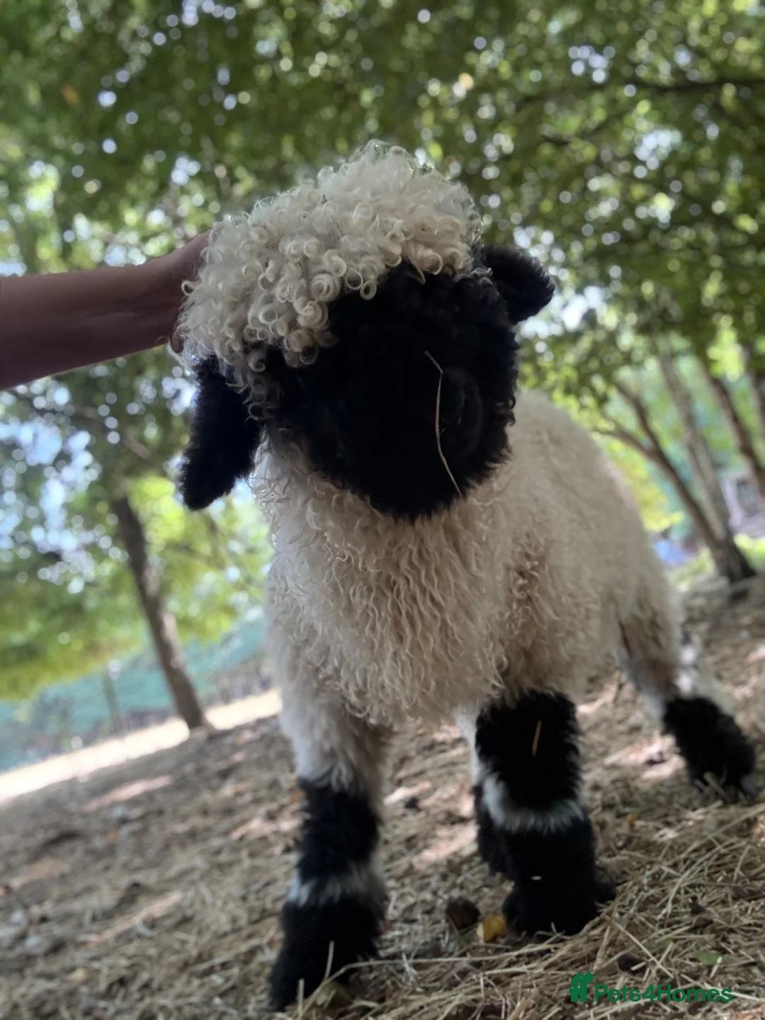 Sheep livestock for sale: Valais Blacknose wether lamb  - Advert 1